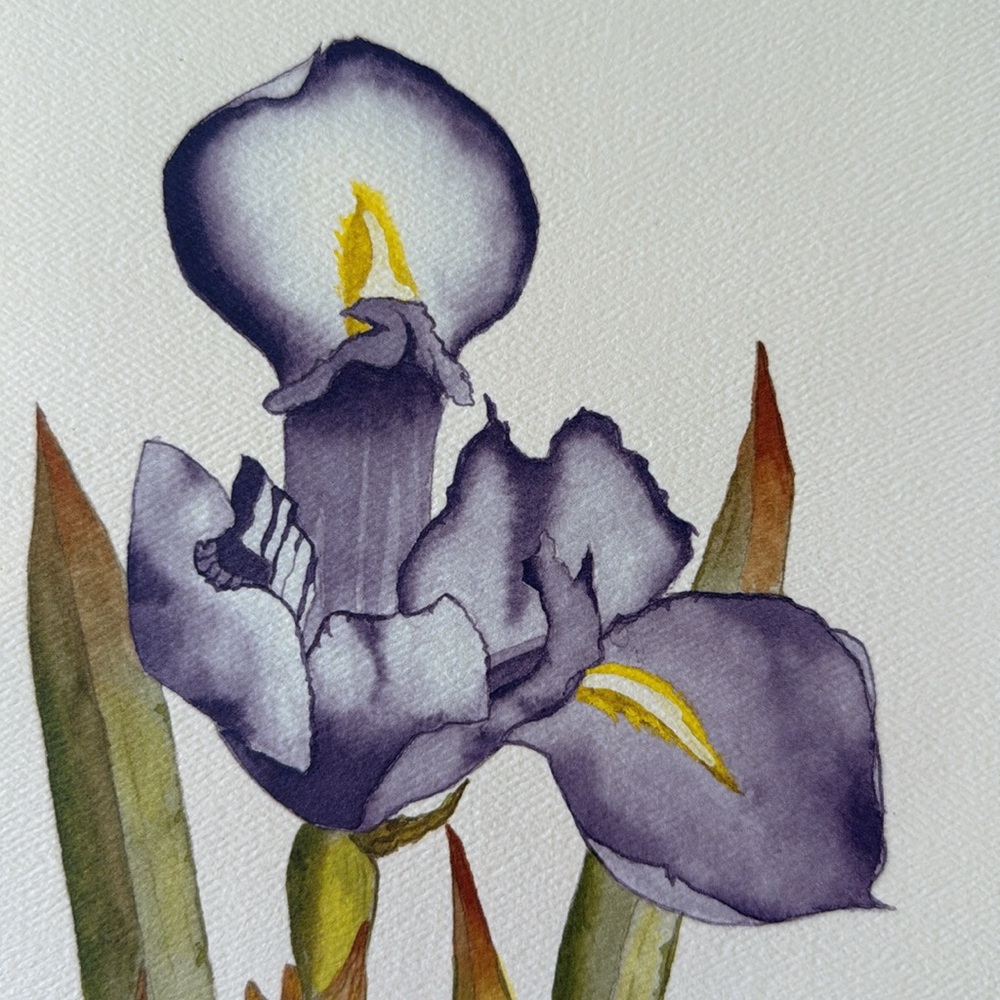 Chicago WGN’s Spike O’Dell - Purple Iris Watercolor Print - 2002 - Picture 4 of 5